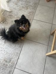 Reunited Female Dog last seen Mahon and Finnsech, Reno, NV 89506