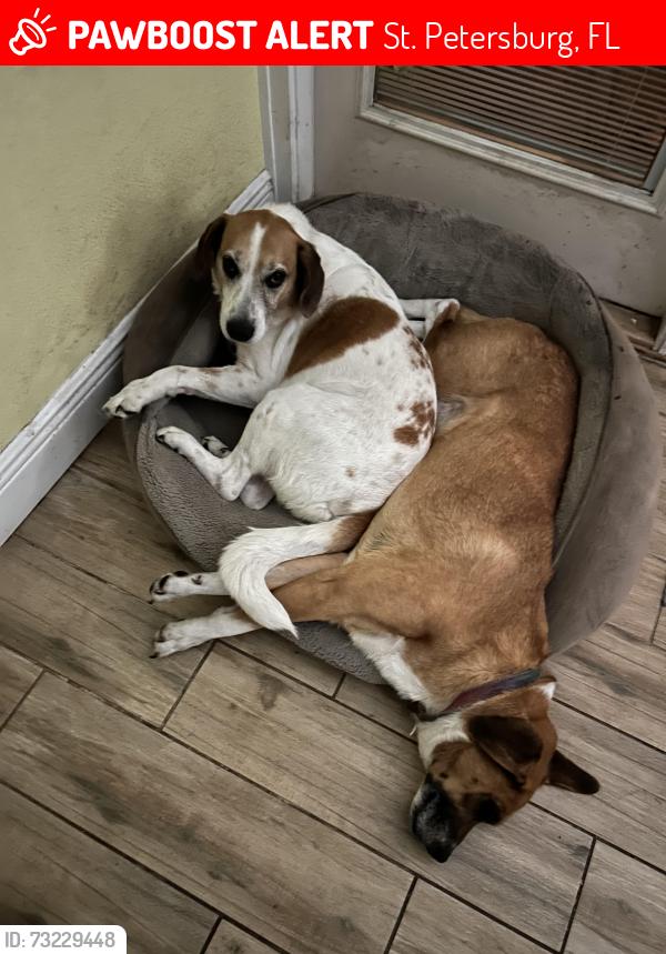 Lost Male Dog last seen 74th Street, St. Petersburg, FL 33710