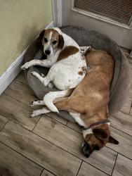 Lost Male Dog last seen 74th Street, St. Petersburg, FL 33710