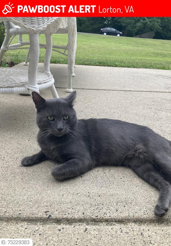 Lost Male Cat last seen Accotink and Hamilton Road, Lorton, VA 22079