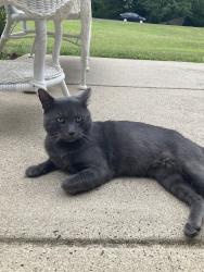 Lost Male Cat last seen Accotink and Hamilton Road, Lorton, VA 22079