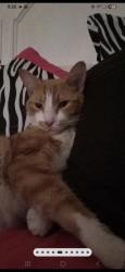 Reunited Male Cat last seen 85th wornall road Santa fe hills, Kansas City, MO 64114