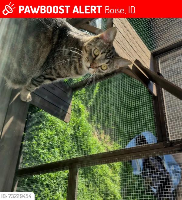 Lost Male Cat last seen Cloverdale and overland, Boise, ID 83709