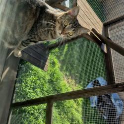Lost Male Cat last seen Cloverdale and overland, Boise, ID 83709