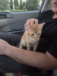 Lost Female Cat last seen Rio Tinto and Rio Vista, Sparks, NV 89434