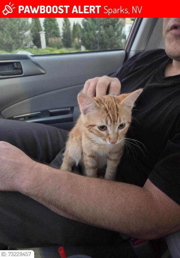 Lost Female Cat last seen Rio Tinto and Rio Vista, Sparks, NV 89434