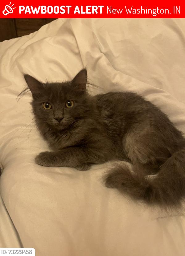 Lost Female Cat last seen McIntyre rd, New Washington, IN 47162