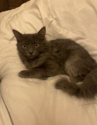 Lost Female Cat last seen McIntyre rd, New Washington, IN 47162