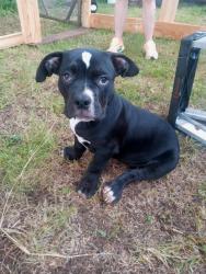 Reunited Female Dog last seen Corner of Bryan station and Hume road Lexington Kentucky, Lexington, KY 40516