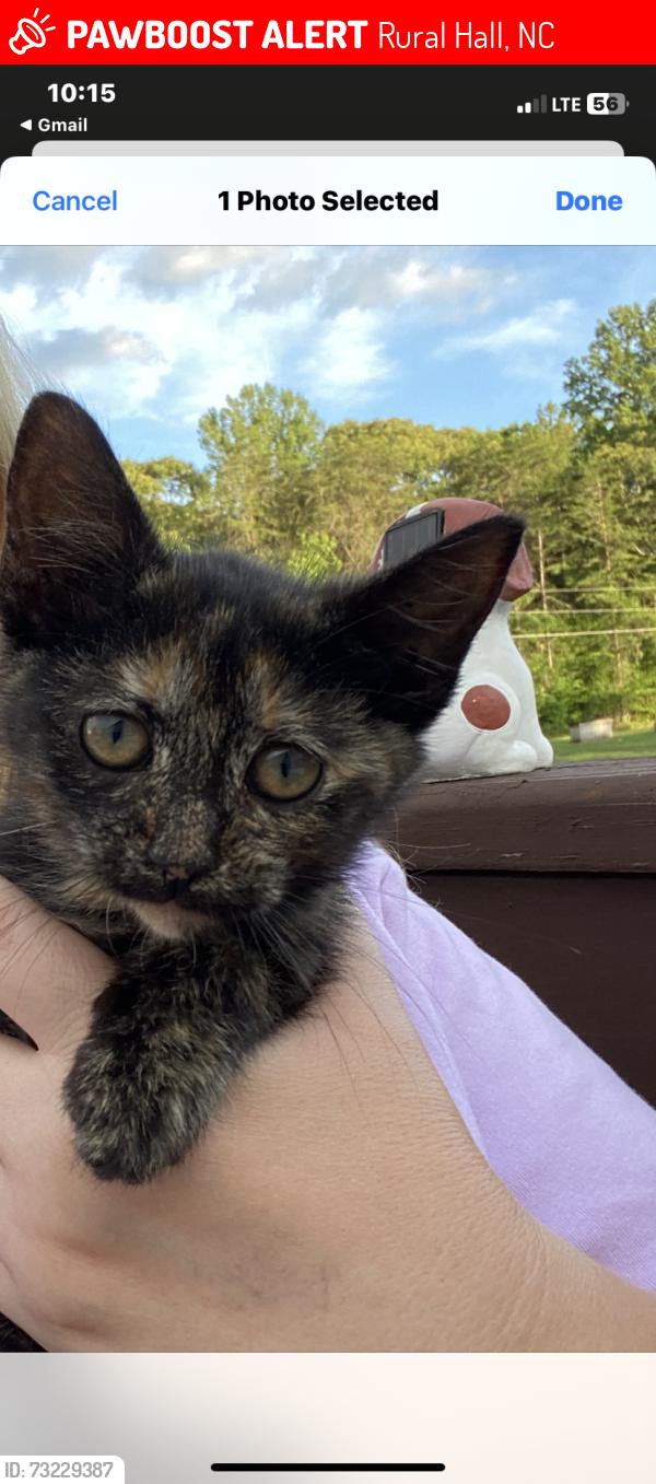 Lost Unknown Cat last seen Covington memorial park near broad and church street, Rural Hall, NC 27045