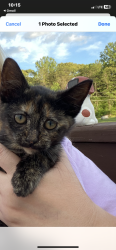 Lost Unknown Cat last seen Covington memorial park near broad and church street, Rural Hall, NC 27045