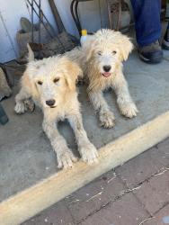 Found/Stray Female Dog last seen Waterloo road, Stockton, CA 95215