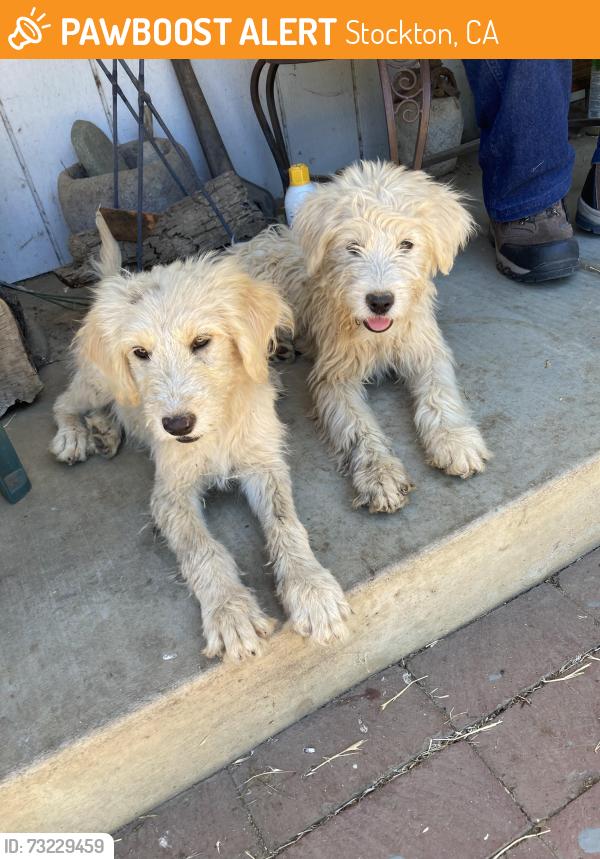 Found/Stray Female Dog last seen Waterloo road, Stockton, CA 95215