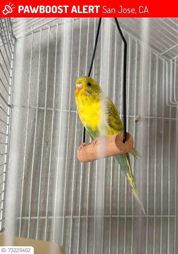 Lost Female Bird last seen San Antonio, San Jose, CA 95116