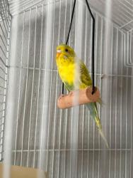 Lost Female Bird last seen San Antonio, San Jose, CA 95116