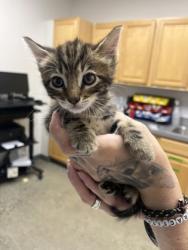 Shelter Stray Female Cat last seen Corbin way at Hogarth Dr., Rancho Cordova, CA, 6201 Florin Perkins Rd, Sacramento, CA 95828, USA