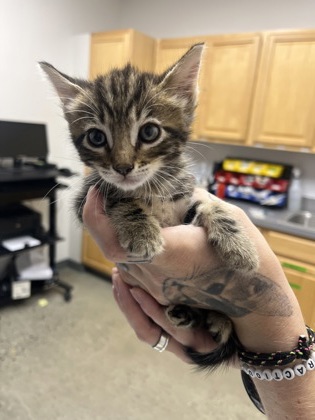 Shelter Stray Female Cat last seen Corbin way at Hogarth Dr., Rancho Cordova, CA, 6201 Florin Perkins Rd, Sacramento, CA 95828, USA