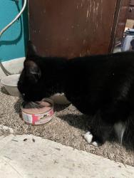 Reunited Male Cat last seen Ross Street and Sycamore, La Marque, TX 77568