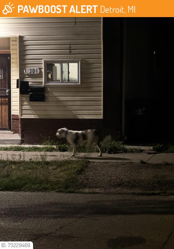 Found/Stray Unknown Dog last seen Moran st, Hamtramck 48212, Detroit, MI 48212