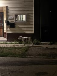 Found/Stray Unknown Dog last seen Moran st, Hamtramck 48212, Detroit, MI 48212