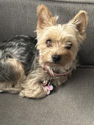 Lost Female Dog last seen Elmira st and 25th, Aurora, CO 80010