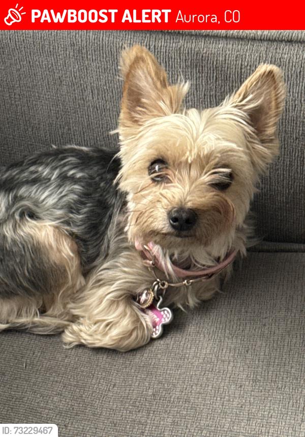 Lost Female Dog last seen Elmira st and 25th, Aurora, CO 80010