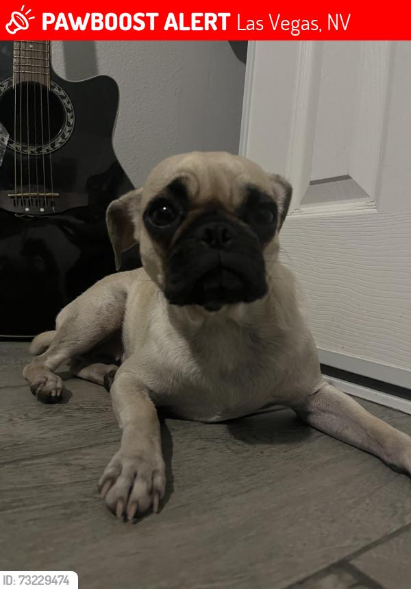 Lost Female Dog last seen Hacienda between nellis and mountain vista, Las Vegas, NV 89120
