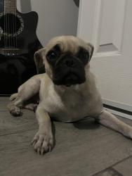 Lost Female Dog last seen Hacienda between nellis and mountain vista, Las Vegas, NV 89120