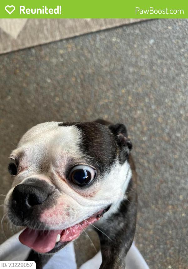 Reunited Female Dog last seen Five Coves Trace, Gallatin, TN 37066