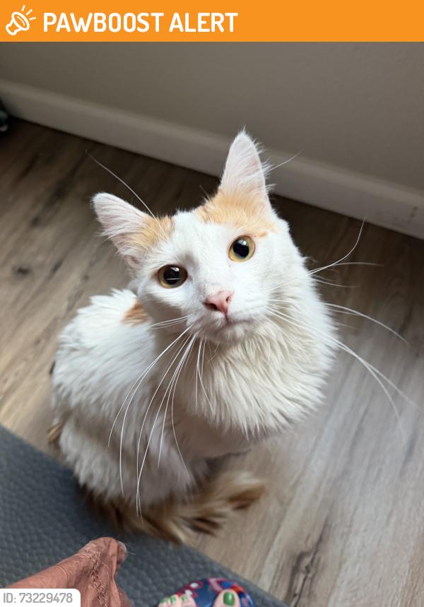 Found/Stray Unknown Cat last seen Ironwood & Apache Trail, Apache Junction, AZ 85120
