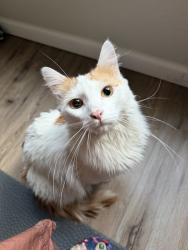 Found/Stray Unknown Cat last seen Ironwood & Apache Trail, Apache Junction, AZ 85120