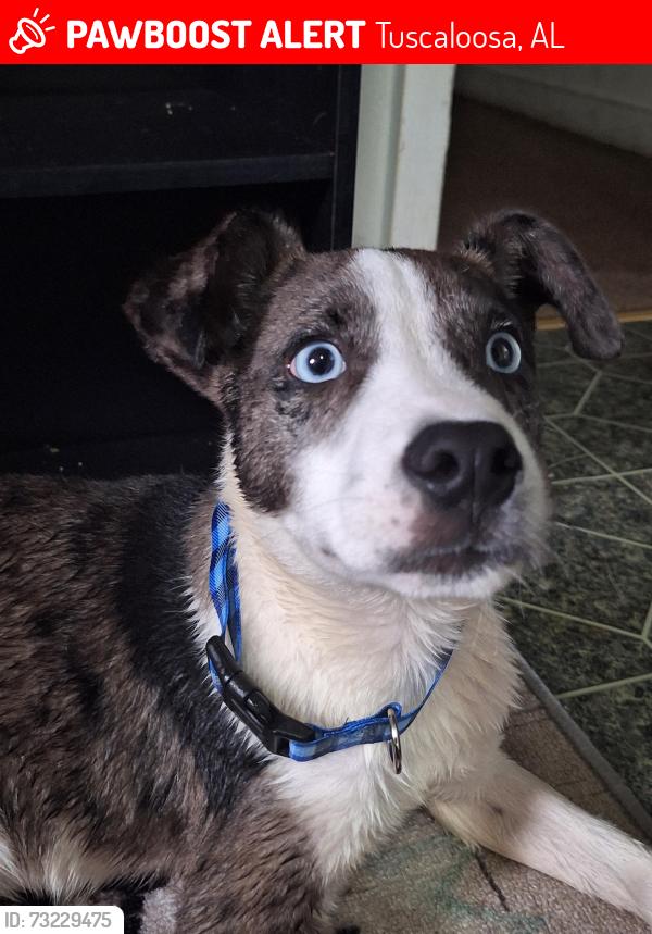 Lost Male Dog last seen Stillman Blvd, Ash Street, Kaulton Park, Tuscaloosa, Alabama, Tuscaloosa, AL 35401