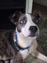 Lost Male Dog last seen Stillman Blvd, Ash Street, Kaulton Park, Tuscaloosa, Alabama, Tuscaloosa, AL 35401