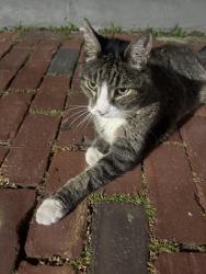 Found/Stray Unknown Cat last seen Sacramento Street & Mass Ave, Cambridge, MA 02138