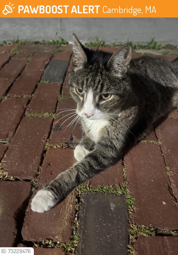 Found/Stray Unknown Cat last seen Sacramento Street & Mass Ave, Cambridge, MA 02138