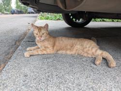 Found/Stray Male Cat last seen USPS, Keizer, OR 97303