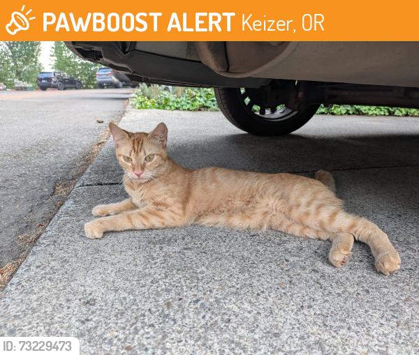 Found/Stray Male Cat last seen USPS, Keizer, OR 97303