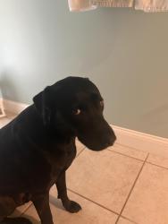 Lost Male Dog last seen Hammocks, Miami, FL 33196