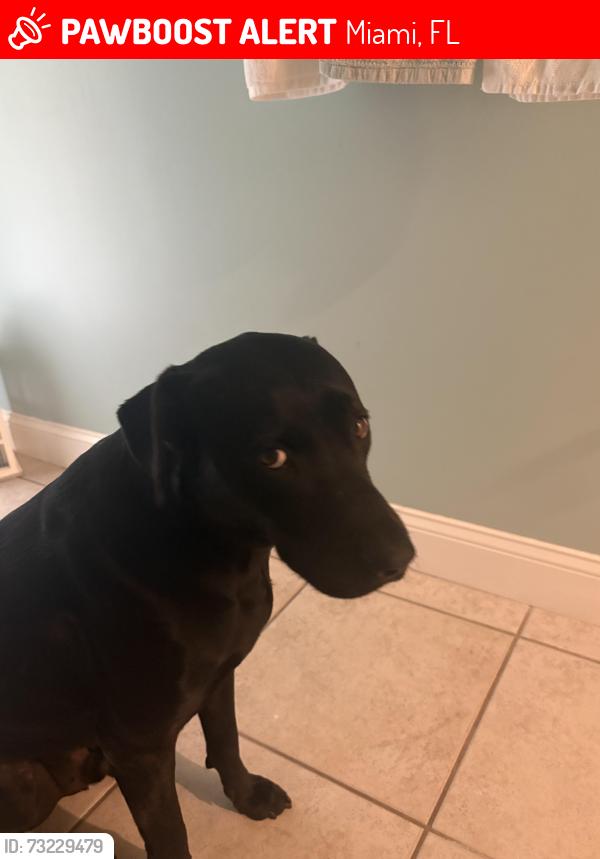 Lost Male Dog last seen Hammocks, Miami, FL 33196