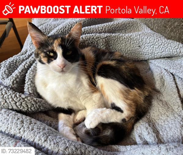 Lost Female Cat last seen Near Russell Street, Portola Valley, CA 94028, Portola Valley, CA 94028
