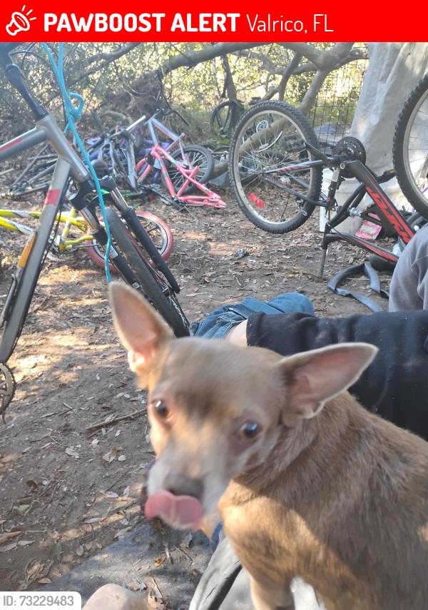 Lost Female Dog last seen Miller rd, Valrico, FL 33594