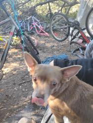 Lost Female Dog last seen Miller rd, Valrico, FL 33594