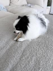 Reunited Female Dog last seen Poinsettia st and Lavatera Ave, Murrieta, CA 92563