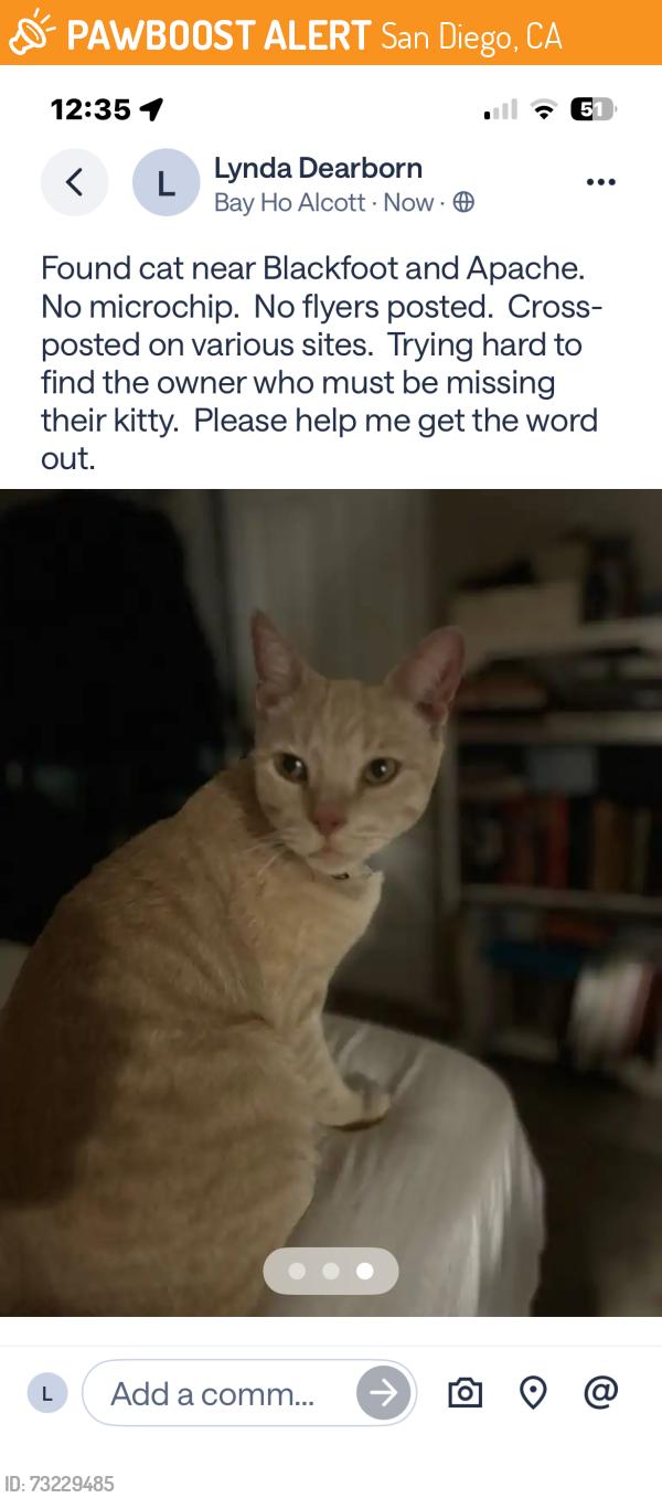Found/Stray Unknown Cat last seen Apache Ave, San Diego, CA 92117