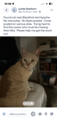 Found/Stray Unknown Cat last seen Apache Ave, San Diego, CA 92117