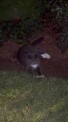 Found/Stray Unknown Cat last seen Englewood Church, Rocky Mount, NC 27803