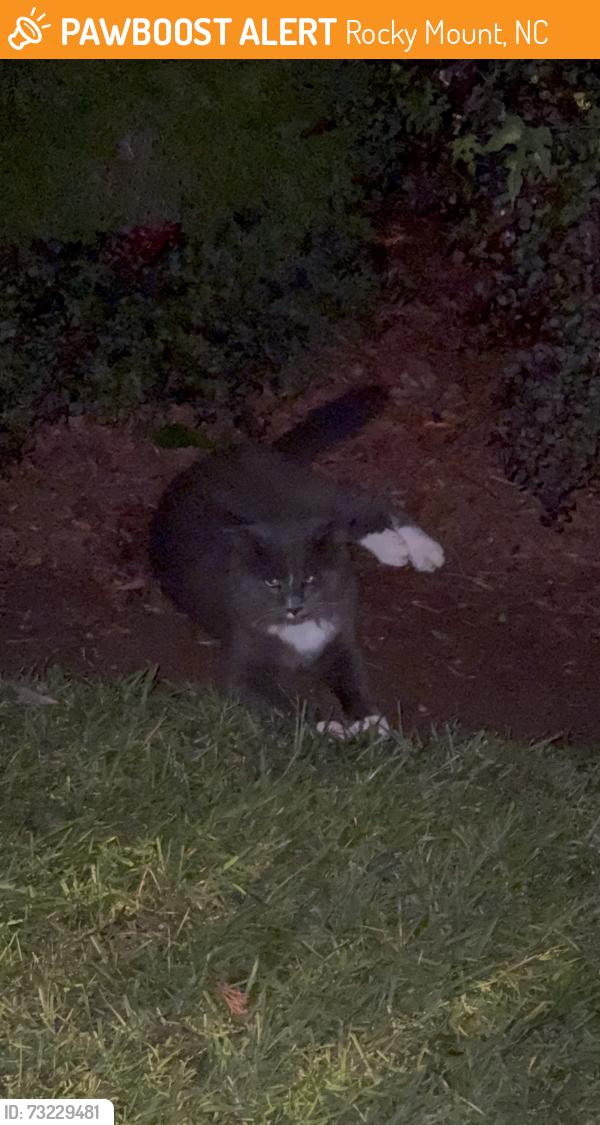 Found/Stray Unknown Cat last seen Englewood Church, Rocky Mount, NC 27803