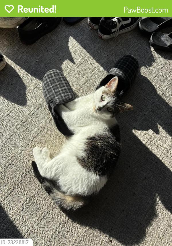 Reunited Female Cat last seen Glengrove St, in Oshawa, Oshawa, ON L1J 5C5