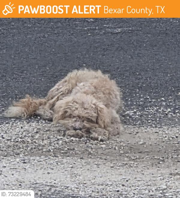Found/Stray Unknown Dog last seen Atascosa community, jarrett, Bexar County, TX 78002