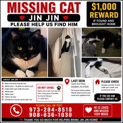 Lost Male Cat last seen Near S Front St, Elizabeth, NJ 07202, Elizabeth, NJ 07206